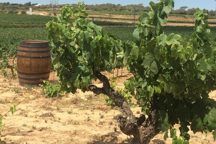 Bodegas y Montserrat - Imagen 5