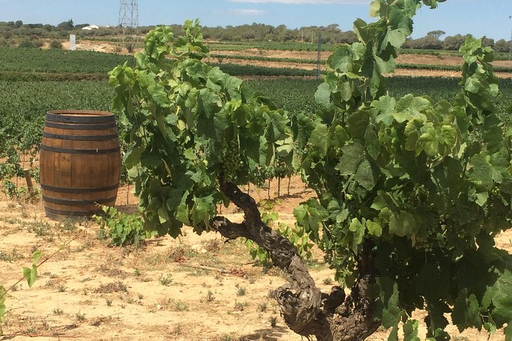 Penedés, ruta del vino - Imagen 3